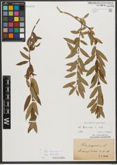Foto von Salix triandra subsp. triandra L.